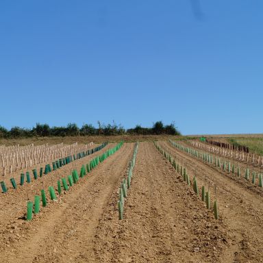 Tubex Vigne+ et Press : investir à la plantati ...