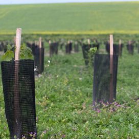 Tuteur Acacia Carré - Vigne