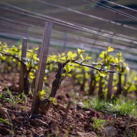 Tuteur Acacia Carré - Vigne