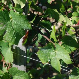 Fil inox à vigne recuit Ugifil 3 mm - Matériel viticole sur Alsavit