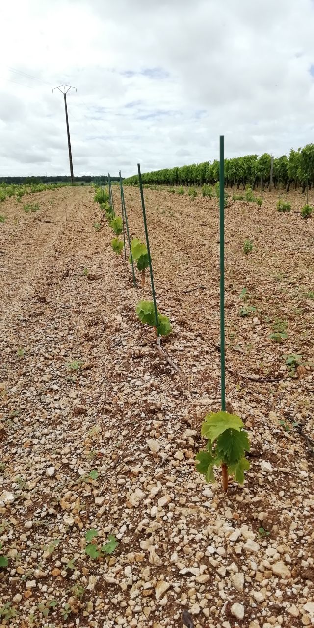 Tuteurer une vigne